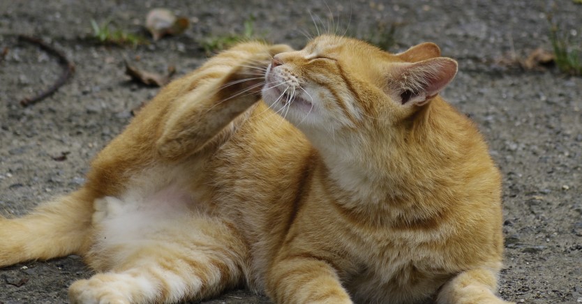 Ask Dr. Jenn: Why is My Cat Scratching So Much?